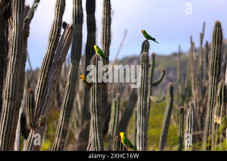 Sittiche (Eupsittula pertinax), die auf Kakteen sitzen (Bonaire Island, Karibik Niederlande) Stockfoto