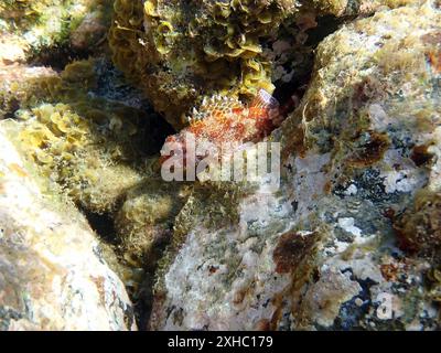 Rote Skorpionfische (Scorpaena scrofa), die Giftstacheln haben wie andere Scorpaena-Arten (Insel Teneriffa, Spanien) Stockfoto