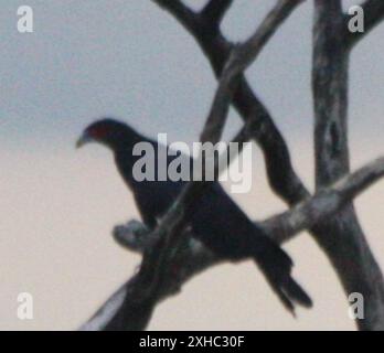 Rothals Caracara (Ibycter americanus) Puerto Maldonado Stockfoto