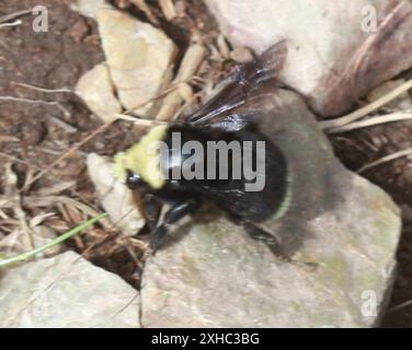 Gelbe Hummel (Bombus vosnesenskii) Twin Peaks, San Francisco Stockfoto