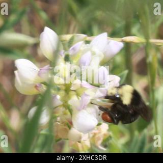 Gelbe Hummel (Bombus vosnesenskii) San Carlos, Kalifornien, USA Stockfoto