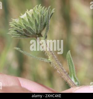 Haarige Gumweed (Grindelia hirsutula) San Carlos, Kalifornien, USA Stockfoto