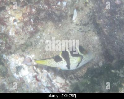 Blacksaddle Toby (Canthigaster valentini) Lighthouse - Island Rock Road, Jangamo: Paindane Resort Stockfoto