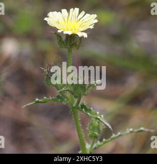 Der Berg san bruno (Helminthotheca echioides) Stockfoto