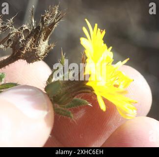 Bristly oxtongue (Helminthotheca echioides) San Francisco, Kalifornien, USA Stockfoto