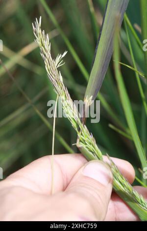 Pazifisches Schilfgras (Calamagrostis nutkaensis) Twin Peaks, San Francisco Stockfoto