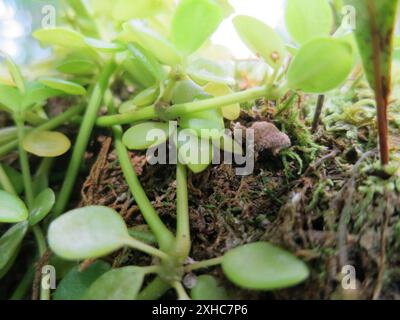 acorn peperomia (Peperomia tetraphylla) Strawberry Hill Fern Trail: Auf den trockeneren Abschnitten des Strawberry Hill Fern Trail Stockfoto