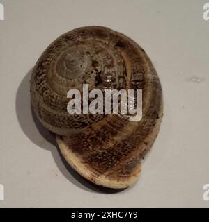 Milk Snail (Otala lactea) San Francisco County, US-CA, USA Stockfoto