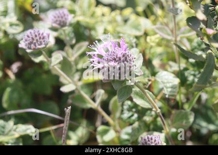 San Francisco Coyote Minze (Monardella villosa franciscana) Abbott's Lagune Stockfoto