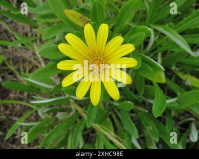 Greenleaf Trailing Gazania (Gazania rigens uniflora) Salt River östlich der Salt River Mündung Stockfoto