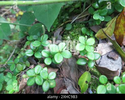 acorn peperomia (Peperomia tetraphylla) Strawberry Hill Fern Trail: Auf den trockeneren Abschnitten des Strawberry Hill Fern Trail Stockfoto