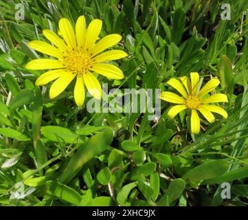 Greenleaf Trailing Gazania (Gazania rigens uniflora) Coney Glen Stockfoto