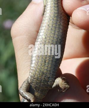 San Francisco Alligator Lizard (Elgaria coerulea coerulea) Daly City, Kalifornien, USA Stockfoto
