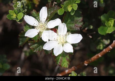 Nachfolgender brombeerberg (Rubus ursinus) san bruno Stockfoto