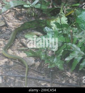 Königliche Bodenschlange (Erythrolamprus reginae) Puerto Maldonado Stockfoto