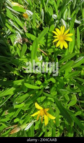 Greenleaf Trailing Gazania (Gazania rigens uniflora) Coney Glen Stockfoto