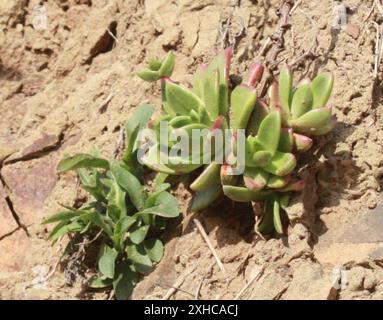 Kopfsalat (Dudleya farinosa) Presidio, San Francisco Stockfoto