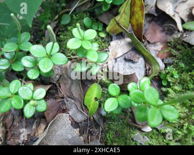 acorn peperomia (Peperomia tetraphylla) Strawberry Hill Fern Trail: Auf den trockeneren Abschnitten des Strawberry Hill Fern Trail Stockfoto