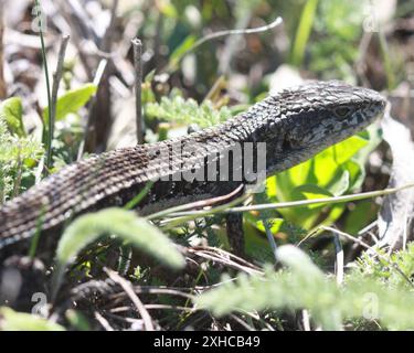 San Francisco Alligator Lizard (Elgaria coerulea coerulea) Daly City, Kalifornien, USA Stockfoto