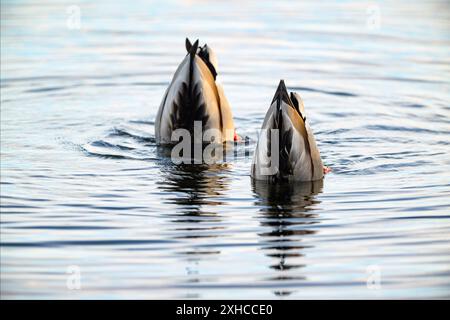 Zwei männliche Stockenten (Anas platyrhynchos) füttern. Foto aus Myvatn, Nord-Island im Mai. Stockfoto
