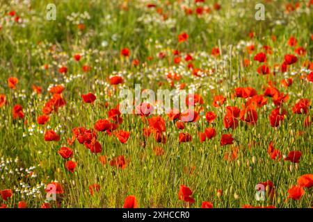 Ein üppiges Feld voller roter Mohnblumen und Gräser in einer sommerlichen Naturlandschaft, Münsterland, Nordrhein-Westfalen, Deutschland Stockfoto