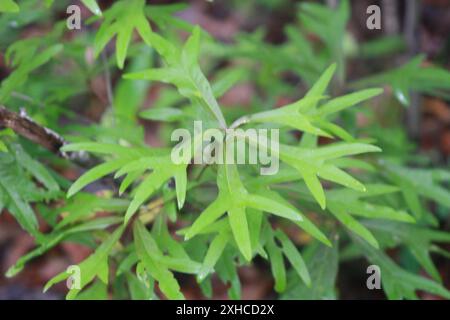 Wassereiche (Quercus nigra) Estelle, Louisiana, Vereinigte Staaten Stockfoto