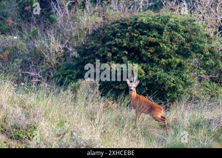 Europäischer Reh (Capreolus capreolus) auf der ostfriesischen Insel Juist Stockfoto