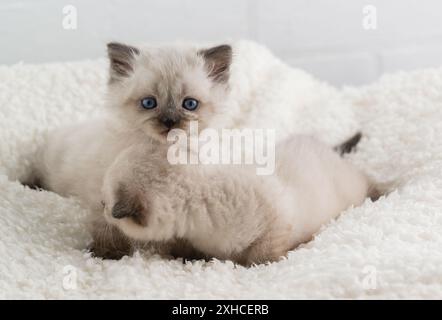 Zwei süße, blauäugige, spitze Kätzchen sitzen auf einer weißen, flauschigen Decke. Ein Kätzchen schaut in die Kamera Stockfoto