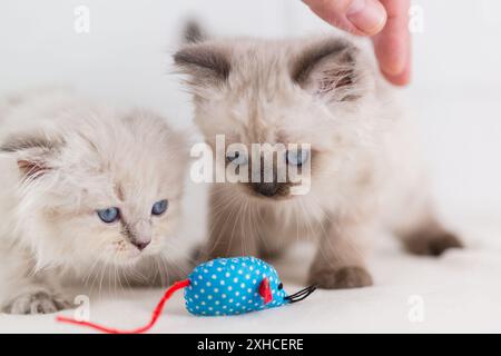 Zwei blauäugige, punktförmige Kätzchen spielen mit einem blauen Mausspielzeug Stockfoto