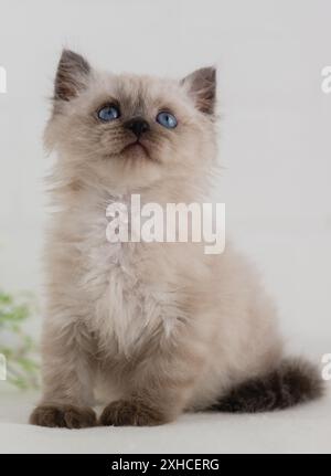 Ein blauäugiges, hübsches, punktuelles Kätzchen mit Faltohr sitzt auf weißem Hintergrund und schaut nach oben Stockfoto