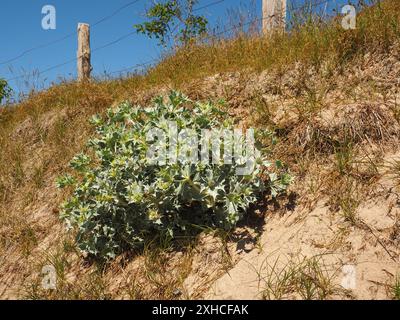 Schöne Seetauchpalme (Eryngium maritimum) auf einer Düne, bedrohte Pflanzenarten Stockfoto