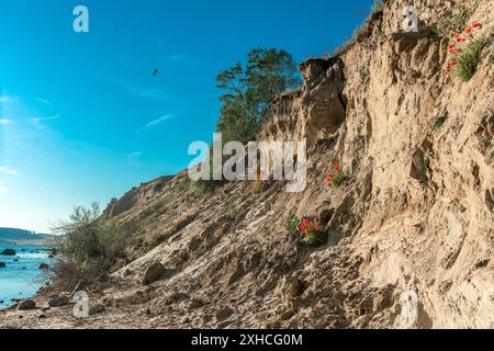 Schwalben fliegen an einem strahlenden Sommertag über den Kreidefelsen bei Klein Zicker auf der ostseeinsel Rügen Stockfoto