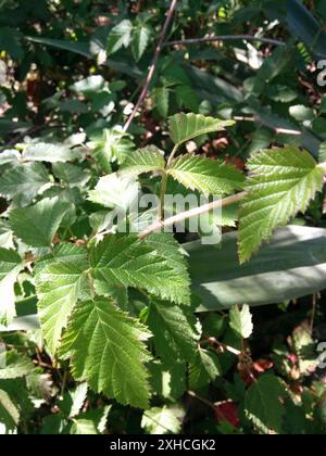 blackberry (Rubus ursinus) Golden Gate Park, San Francisco, Kalifornien, USA Stockfoto