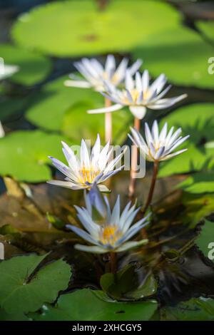 Wasserpflanze und blühende Blume, weicher Fokus. Teich Seerosen und Lotusblumen Stockfoto