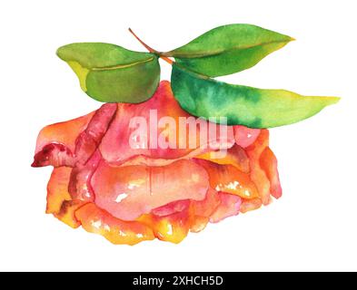 Herbstrosen Aquarellzeichnung, isoliert auf weißem Hintergrund, mit grünen Blättern Stockfoto