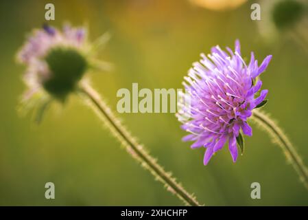Wilde violette Iolet Blume hinterleuchtet auf der Wiese im Sonnenuntergang Licht. Selektiver Fokus auf rosa Blume Stockfoto