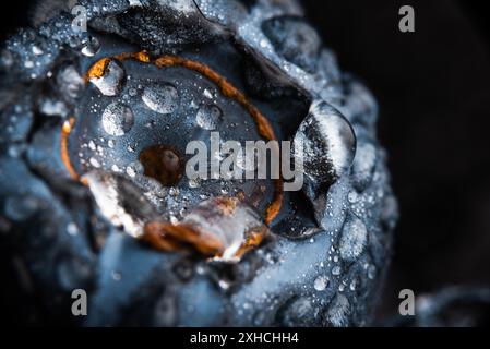 Eine Heidelbeere bedeckt mit Wassertropfen isoliert auf schwarzem Hintergrund. Sehr detailreiche Makroaufnahmen mit Kopierplatz rechts. Selektiver Fokus Stockfoto