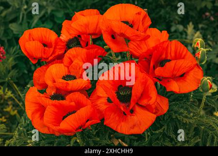 Wunderschöne, lebhafte, riesige Mohnblumen wachsen immer weiter. Mohnblume im Gartenkonzept Stockfoto