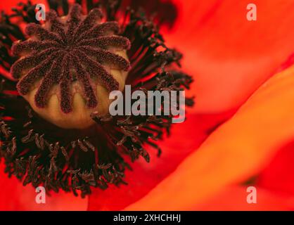 Wunderschöne, lebendige, riesige Mohnblume. Nahaufnahme der Details. Mohnblume im Garten Hintergrund Stockfoto