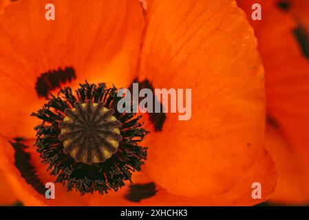 Wunderschöne, lebendige, riesige Mohnblume. Nahaufnahme der Details. Mohnblume im Garten Hintergrund Stockfoto