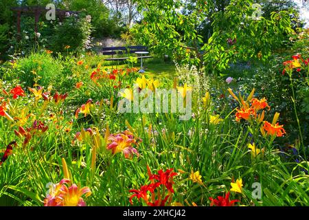 Ein blühender Tagliliengarten im Sommer, ein Garten mit vielen Taglilienblumen im Sommer Stockfoto