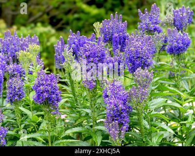 Blaue Blüten von speedwell Veronica longifolia in einem Garten Stockfoto