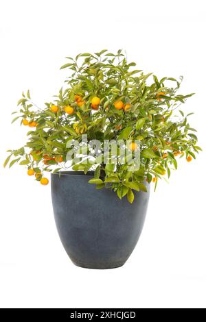 Orangenbaum mit Reifen Orangen in einem Topf, geschnitten Stockfoto