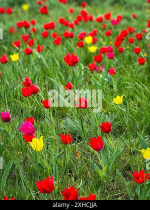 Feld mit roten, gelben und rosa Tulpen auf einer üppig grünen Wiese im Frühling. Lebendige und farbenfrohe Blumen in der Natur. Stockfoto