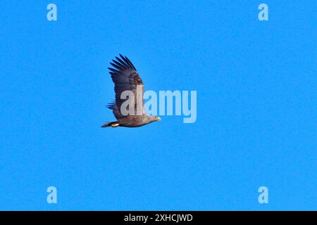 Seeadler in der Oberlausitz. Seeadler im Flug in der Morgensonne Stockfoto