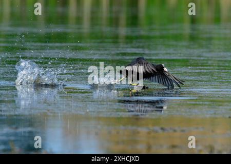 Eurasischer Huhn im Frühling auf einem Meer in sachsen. Eurasischer Kot während der Balz in der Oberlausitz Stockfoto