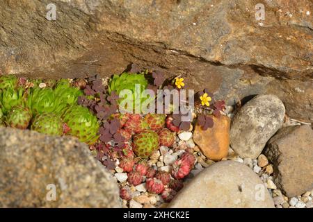 Oxalis corniculata, der kriechende Sauerampfer, auch bekannt als prokumbent Gelbsaurus oder schlafende Schönheit und Sempervivum in einem Garten, Oxalis corniculata Stockfoto