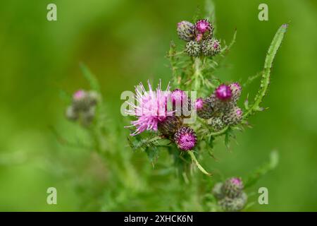 Blüten der Kriechdistel (Cirsium arvense) Cirsium arvense oder Kriechdistel im Sommer auf einem Feld Stockfoto