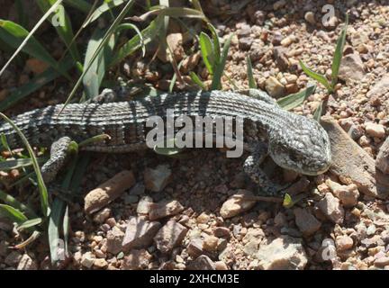 San Francisco Alligator Lizard (Elgaria coerulea coerulea) San Francisco, Kalifornien, USA Stockfoto