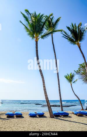Beach Palms, Hawaii, USA Stockfoto